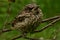 Watchful young bird thrush sits on a branch