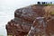 Watching Breeding Birds in the Cliffs of Helgoland