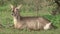 Watching female Waterbuck antelope