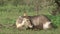 Watching female Waterbuck antelope