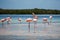 Watching flamingos at Rio Lagartos area Yucatan