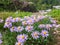 Watching the Flowers on the Mountais of Meran