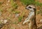 Watching little wild suricate meerkat