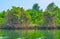 Watching the mangroves on Kangy river, Myanmar