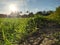 Watching the sunset in the afternoon in the rice fields