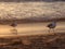 Watching the sunset, seabirds strolling in the waves at Santa Monica Beach, California