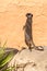Watching suricata (meerkat)