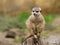 Watching suricata. The meerkat or suricate (Suricata suricatta) is small carnivoran.