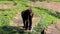 Watching and walking female gorilla