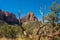 Watchman mountain framed by Tree