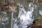 Water access from land prohibited sign at Three Sisters Spring, Florida