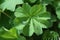 Water alchemilla leaf
