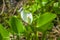 Water Arum Calla palustris