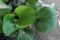 Water Arum leaf plant on farm