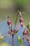 Water avens - geum rivale