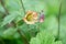Water avens Geum rivale, budding flower