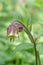 Water avens, Geum rivale, close-up flower