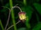 Water avens or geum rivale flower on stem macro with raindrops against bokeh background, selective focus, shallow DOF