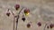 Water avens or geum rivale fluffy flowers on stem macro against bokeh background, selective focus, shallow DOF