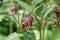 Water avens, Geum rivale, inflorescence