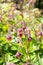 Water avens Geum rivale purple, group of a bell-shaped pendulous flowers