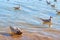 Water background with seagulls and fish