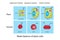 Water balance of animal and plant tissue