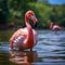 Water ballet Close up of a beautiful pink flamingo on a lake