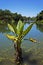 Water Banana Plant, Typhonodorum lindleyanum, Minas Gerais, Brazil