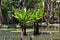 Water Banana Plant, Typhonodorum lindleyanum, Rio