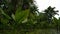 Water banana plants Typhonodorum lindleyanum growing in a small pond, Mahe Island Seychelles.