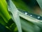 Water Beads on a Blade of Grass