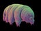 A water bear