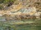 Water and beautiful sea view underwater, sea urchins. Natural living. Pelion peninsula. Pagasetic gulf. Platanias village. Greece.