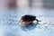 Water beetle macro