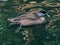 A water bird cleaning himself after swim