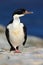 Water bird. Detail portrait of beautiful bird. Portrait sea bird Imperial Shag. Detail of black and white cormorant with blue eye