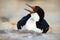 Water bird. Detail portrait of beautiful bird. Portrait sea bird Imperial Shag. Detail of black and white cormorant with blue eye