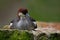 Water bird duck Smew, Mergus albellus, sitting on the stone.