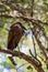 Water bird Hamerkop Ethiopia Africa wildlife