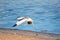 Water bird pied avocet, lat. Recurvirostra avosetta, takes off from the shore of the lake. The pied avocet is a large black and