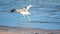 Water bird pied avocet, lat. Recurvirostra avosetta, takes off from the shore of the lake. The pied avocet is a large black and