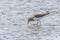 Water Bird Sandpiper, Common Sandpiper Actitis hypoleucos