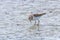 Water Bird Sandpiper, Common Sandpiper Actitis hypoleucos