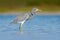 Water bird Tricolored Heron, Egretta tricolor, with orange bill in nature habitat. Bird in the sea. Morning light water with bird.