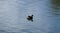 A water bird in the waters of a pond in the city of Lijiang, Yunnan, China