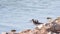 The water bird Wood Sandpiper stands on the shore of the lake