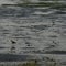 Water Birds , Ameland wadden, island Holland the Netherlands