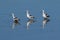 Water birds (Curlews) in tidal land