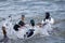 Water birds fighting in water. Common merganser. Goosander Eurasian. Mergus merganser